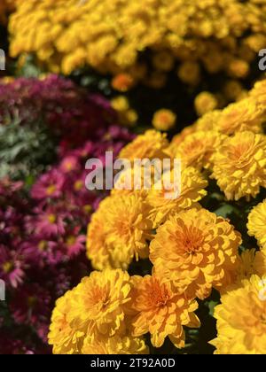 In autunno fioriscono fiori bellissimi e colorati della mamma o del crisantemo Foto Stock