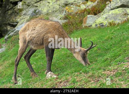 Camoscio femminile che si nutrono sul pendio alpino a settembre. Rupicapra rupicapra Alps, Austria, Tirolo Foto Stock