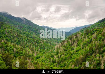 Ammira il Moody Day al Great Smoky Mountains National Park nel North Carolina Foto Stock