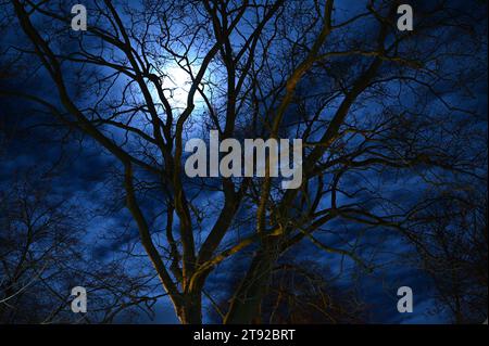 Le sensazionali sagome dei rami d'albero contro il cielo notturno scuro con una luna piena luminosa Foto Stock