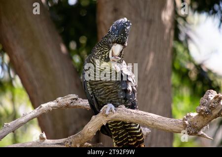 il cockatoo nero dalla coda rossa femminile è un uccello nero con macchie gialle e una coda rossa Foto Stock