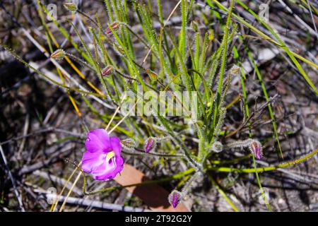 Pianta fiorita della pianta dell'arcobaleno Byblis gigantea in habitat naturale, Australia Occidentale Foto Stock