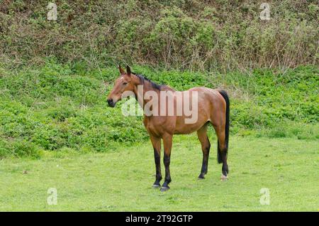 Un solo cavallo marrone in piedi su un pascolo in campagna Foto Stock