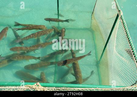 Carpa di pesce d'acqua dolce (Cyprinus carpio) nell'allevamento di pesci Foto Stock