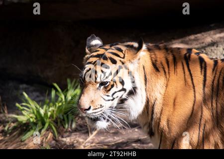 Le giovani tigri hanno un cappotto di pelliccia dorata con strisce scure, la tigre è il più grande gatto selvatico del mondo. Le tigri sono potenti cacciatori con denti affilati Foto Stock