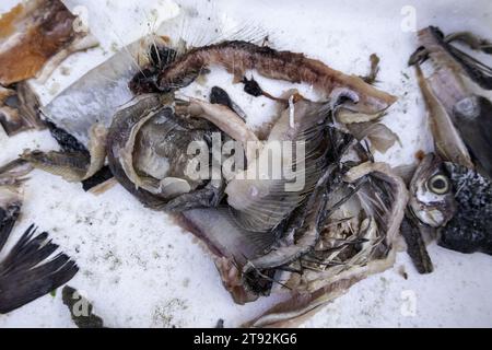 Dettaglio dei pesci rimasti nella spazzatura, contaminazione Foto Stock