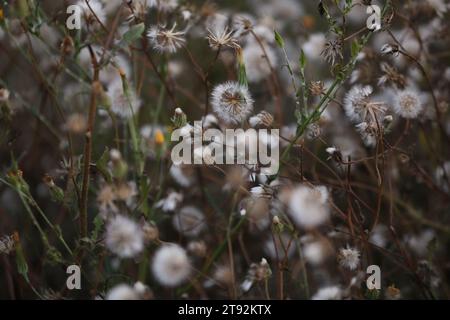 Modello di semi di fiori bianchi selvatici sul prato in estate. Copia spazio Foto Stock