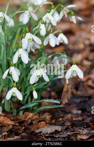 Galanthus nivalis, snowdrop, comune snowdrop, fiori bianchi all'inizio della primavera Foto Stock