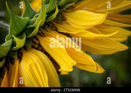 Una vista laterale astratta di una parte di un girasole Foto Stock