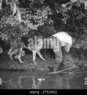 Mink Hunting Regno Unito. I Valley Minkhounds, la cava è sfuggita in un canale sotterraneo rotto. Fiume Enborne, vicino ad Aldermaston, Berkshire 2002, Inghilterra degli anni '2000 HOMER SYKES Foto Stock