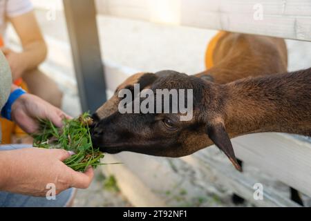 Un uomo nutre un'erba di capra nera in uno zoo di animali domestici. Avvicinati agli animali e alla natura. Primo piano Foto Stock