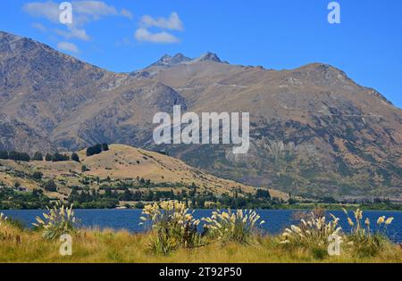 riva occidentale del lago hayes e dell'erba toetoe locale, con picco coronet sullo sfondo, circuito del lago hayes, queenstown, sull'isola meridionale della nuova zelanda Foto Stock