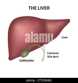 Fegato umano con Gall blabber Illustration Foto Stock