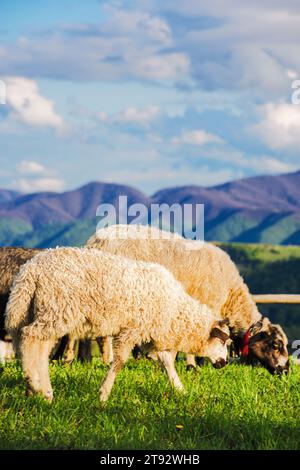 pecore e capre su pascoli erbosi. recinzione in legno sulla collina. zona rurale alpina dei carpazi ucraini in primavera. paesaggio di campagna ondulato con il distacco Foto Stock