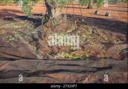 Olivo circondato dalla rete di raccolta. Scena della stagione di raccolta delle olive da tavola Foto Stock