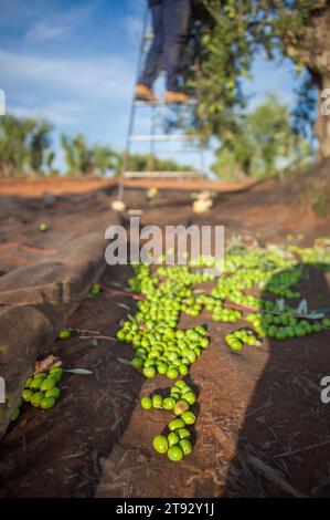 Rete di raccolta delle olive. Operaio che raccoglie le olive sulla scala sullo sfondo Foto Stock