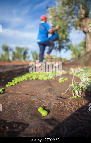 Rete di raccolta delle olive. Operaio che raccoglie le olive sulla scala sullo sfondo Foto Stock