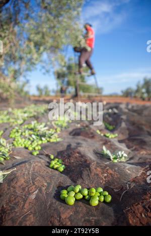 Rete di raccolta delle olive. Operaio che raccoglie le olive sulla scala sullo sfondo Foto Stock