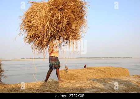 Kazipur, Sirajganj, Bangladesh. 22 novembre 2023. I lavoratori essiccarono la paglia di risata lungo il fiume Yamuna a Sirajganj, Bangladesh. La paglia di risone è un sottoprodotto per gli agricoltori e la vendono ai grossisti da 5 a 7 dollari per 100 kg. La paglia viene poi venduta dai grossisti per tra gli 8 e i 10 dollari. Gli agricoltori usano il fieno come cibo e lettiere per il loro bestiame. La paglia viene utilizzata per vari altri scopi, tra cui tettoie domestiche e una forma di biocarburante. Crediti: ZUMA Press, Inc./Alamy Live News Foto Stock