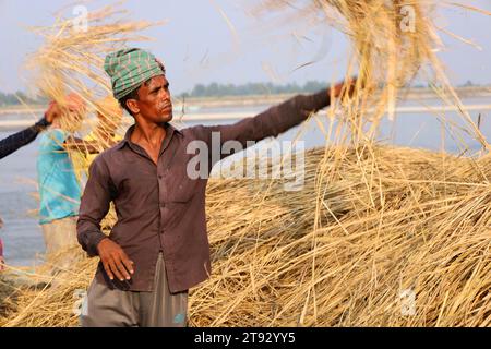 Kazipur, Sirajganj, Bangladesh. 22 novembre 2023. I lavoratori essiccarono la paglia di risata lungo il fiume Yamuna a Sirajganj, Bangladesh. La paglia di risone è un sottoprodotto per gli agricoltori e la vendono ai grossisti da 5 a 7 dollari per 100 kg. La paglia viene poi venduta dai grossisti per tra gli 8 e i 10 dollari. Gli agricoltori usano il fieno come cibo e lettiere per il loro bestiame. La paglia viene utilizzata per vari altri scopi, tra cui tettoie domestiche e una forma di biocarburante. Crediti: ZUMA Press, Inc./Alamy Live News Foto Stock