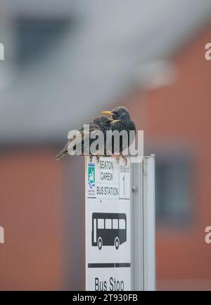 European starling Sturnus vulgaris, due uccelli appollaiati sul cartello della fermata dell'autobus presso il resort costiero, Cleveland, Inghilterra, Regno Unito, febbraio. Foto Stock