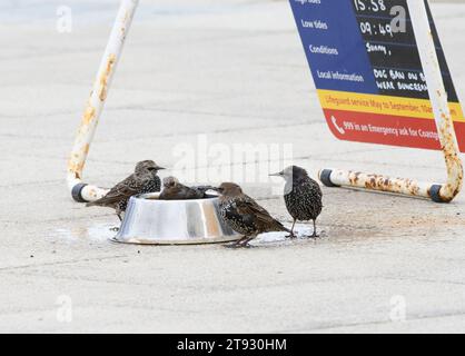 European starling Sturnus vulgaris, giovani che fanno il bagno in una ciotola d'acqua per cani il giorno caldo, sulla passeggiata costiera, Cleveland, Inghilterra, Regno Unito, agosto. Foto Stock