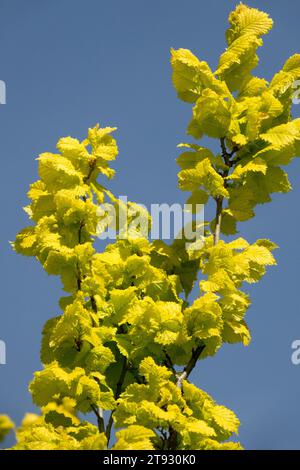 Spring, Golden, Yellow, Plant, Golden Elm, foglie, Ulmus x hollandica 'Wredei' Foto Stock