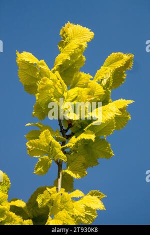 Giallo dorato, foglie, Elm, Ulmus x hollandica 'Wredei', Primavera, Foliage Foto Stock