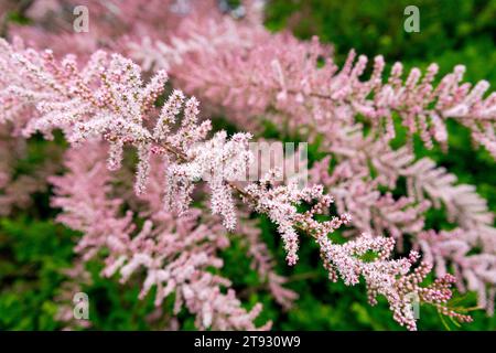 Four-Stamen Tamarisk, Flower, Tamarix tetrandra, Pink Blossoms, Shrub Foto Stock