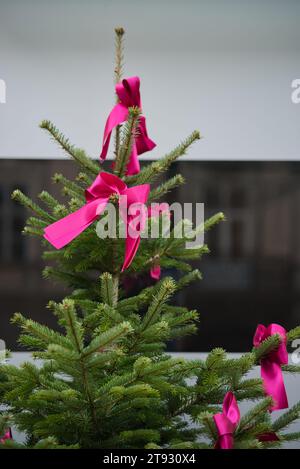 Immergetevi nella vibrante eleganza dei nastri di tessuto rosa che adornano la punta di una conifera contro una calda parete di un edificio beige marrone. Questo capitano Foto Stock