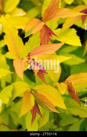 Giapponese, Spiraea japonica 'Goldflame', se ne va Foto Stock