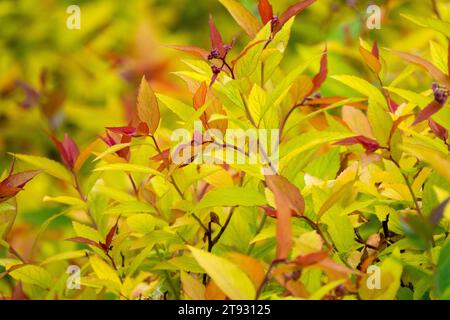 Golden,Spiraea x bumalda 'Gold Flame' foglie di giallo dorato Foto Stock