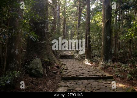 Sezione del leggendario percorso Kumano Kodo lungo i ciottoli di pietra a Wakayama, Giappone. Foto Stock