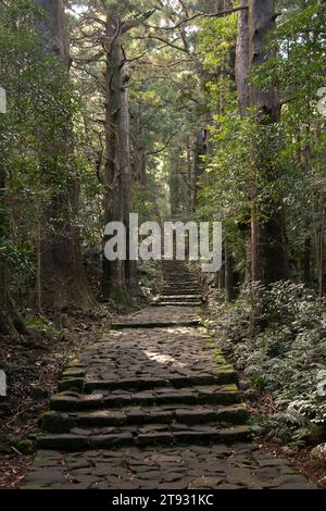 Sezione del leggendario percorso Kumano Kodo lungo i ciottoli di pietra a Wakayama, Giappone. Foto Stock