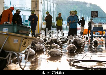 Nachikatsuura, Giappone; 1 ottobre 2023: Pescatori e compratori all'asta di tonno al porto ittico di Katsuura la mattina presto. Foto Stock