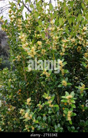 Balearic box (Buxus balearica) è un arbusto originario di Maiorca, Andalusia e Africa nordoccidentale. Foto Stock