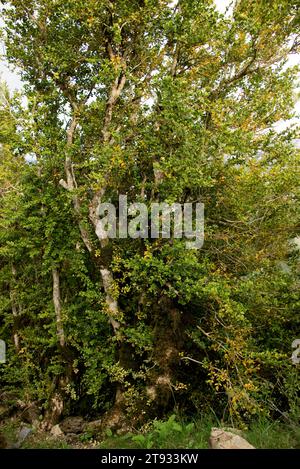 La scatola europea (Buxus sempervirens) è un arbusto sempreverde. Questa foto è stata scattata a Cañón de Añisclo, Parco Nazionale Ordesa y Monte Perdido, Huesca provin Foto Stock