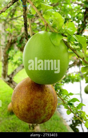 L'albero di Calabash o cuite (Crescentia cujete) è un albero che produce grandi frutti di calleds bule, guaje, jicara o tecomate. I frutti sono usati per fare Foto Stock