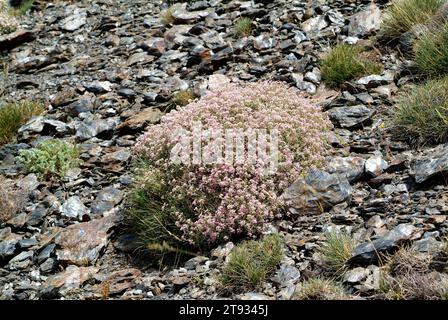 Il madwort spinoso (Hormathophylla spinosa o Alyssum spinosum) è un piccolo arbusto endemico della Spagna meridionale e della Francia sudorientale. Questa foto è stata scattata Foto Stock