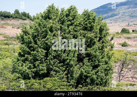 Ginepro comune (Juniperus communis communis) e ginepro savin (Juniperus sabina). Questa foto è stata scattata a Sollavientos, provincia di Teruel, Aragona, Spai Foto Stock