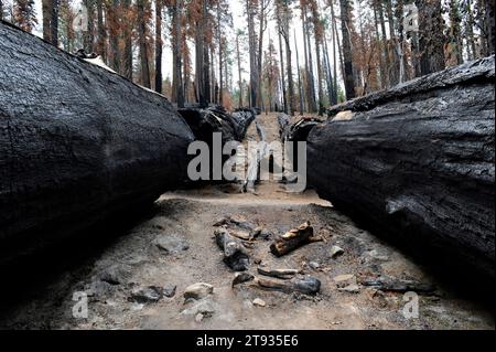 la sequoia gigante o sequoia gigante (Sequoiadendron giganteum) è un grande albero originario della Sierra Nevada, California, Stati Uniti. Alberi bruciati dopo un incendio nella foresta. TH Foto Stock