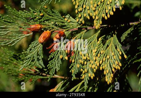 Il cedro bianco settentrionale (Thuja occidentalis) è un albero sempreverde originario del Canada sudorientale e del nord-est degli Stati Uniti. Coni, fiori maschili e foglie detai Foto Stock