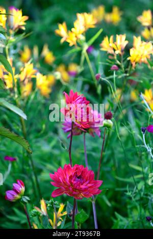 Dahlia Kilburn Glow,alstroemeria,dahlias e alstroemerias,dahlia fiorita d'acqua,dahlia d'acqua,rosso,magenta,arancio,giallo,fiori,f Foto Stock