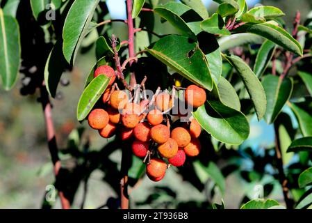 La fragola greca (Arbutus andrachne) è un piccolo albero originario della Grecia e dell'Asia. Foto Stock