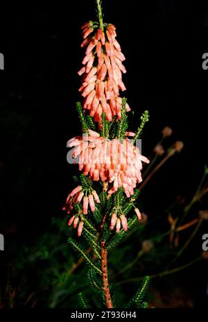 Erica mammosa (Nine-pin Heath) è un arbusto endemico del Capo occidentale, in Sudafrica. Foto Stock