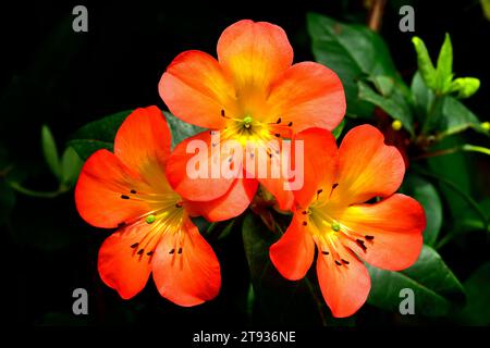 Azalea (Rhododendron sp.) è un campione ornamentale ibrido. Foto Stock