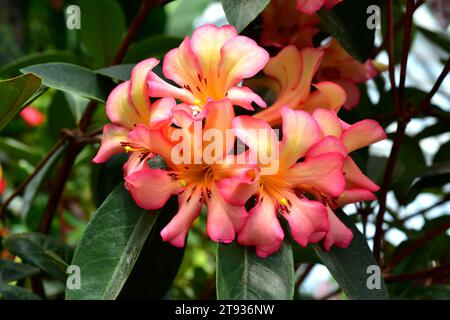 Azalea (Rhododendron sp.) è un campione ornamentale ibrido. Foto Stock