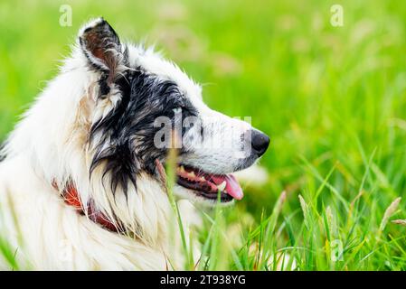 ritratto della testa di un collie di confine (merle blu) con occhi blu sdraiati nel campo con la bocca aperta. Cane che cammina. animali e animali domestici. Foto Stock