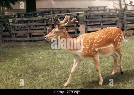 Portrair di giovani cervi dalla coda bianca con macchie bianche nell'erba nelle calde giornate estive. Foto Stock