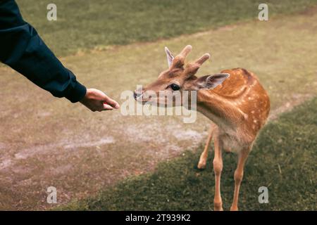 cervo che mangia cibo dalla mano allo zoo di animali domestici per famiglie, da vicino. . Vacanze nel parco nazionale vicino ad animali selvatici Foto Stock
